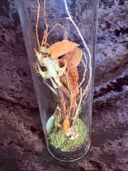 Rat Skull, Mouse Skull,& Carnivorous Plants