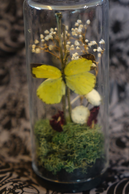 Common Emigrant Butterfly