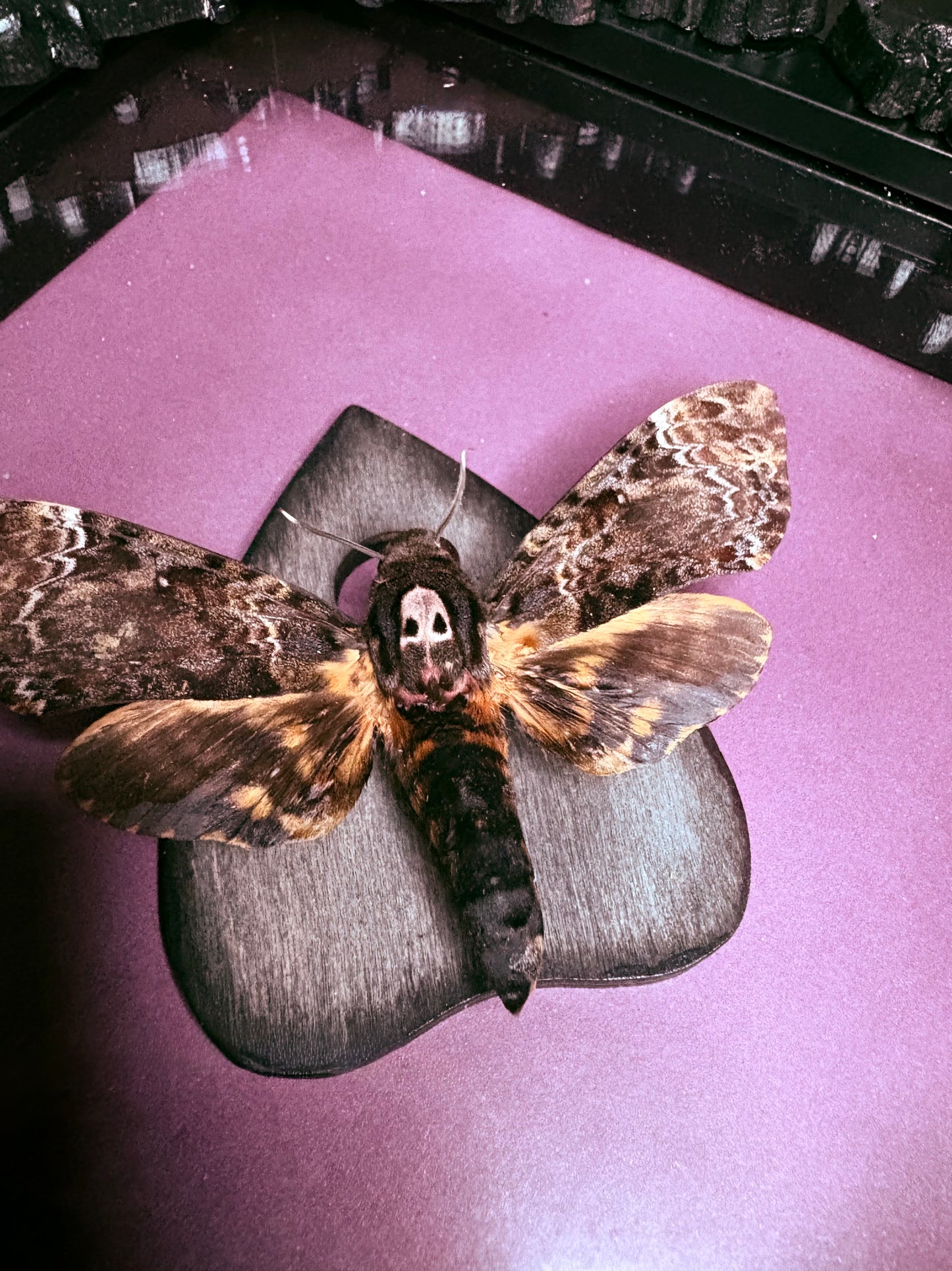 Death’s Head Moth