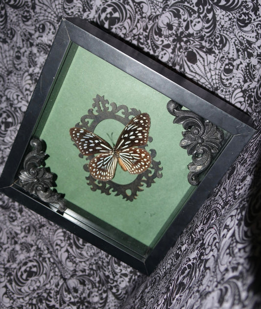 Brush Footed Butterly