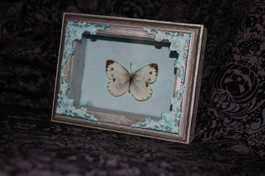 Common Gull Butterfly