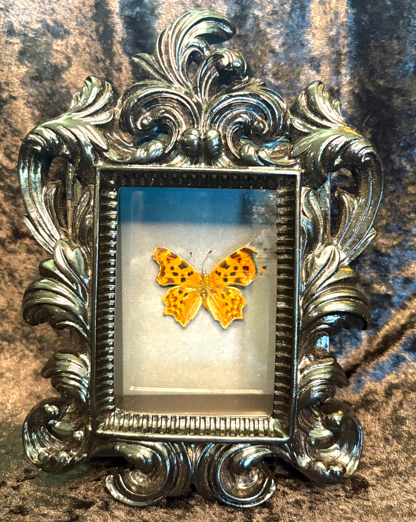 Satyr Comma