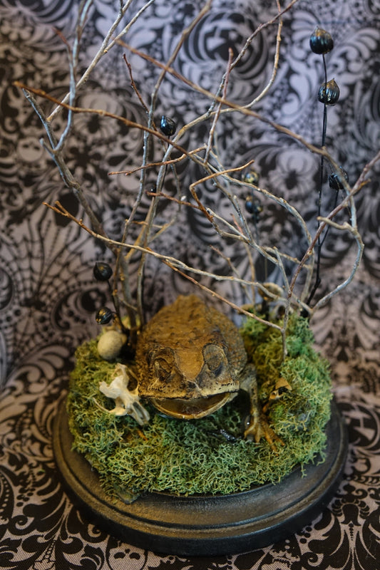 Asian Black Spined Toad & Rat Skull
