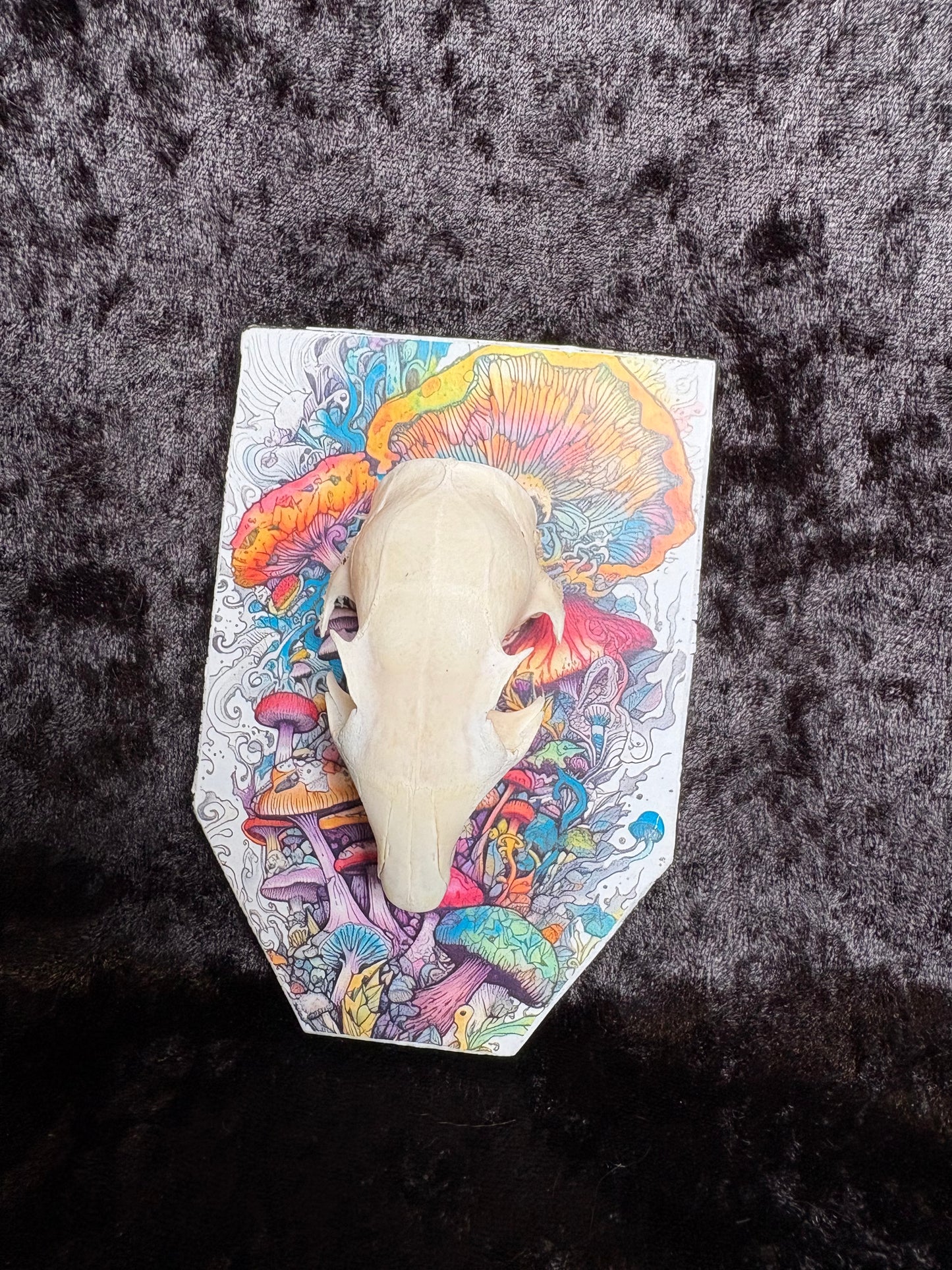 Squirrel Skull