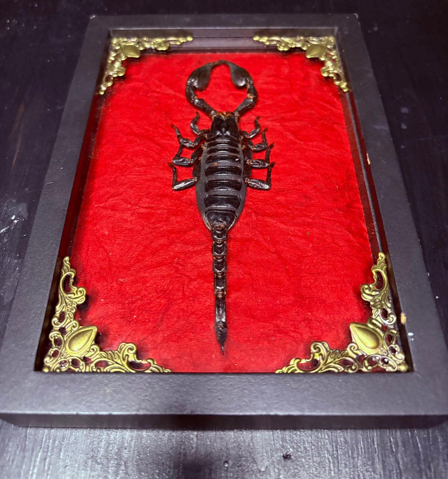 East Asian Rainforest Scorpion