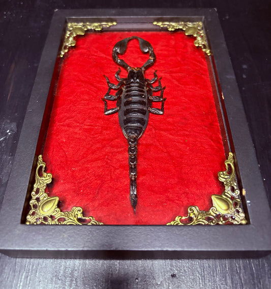 East Asian Rainforest Scorpion