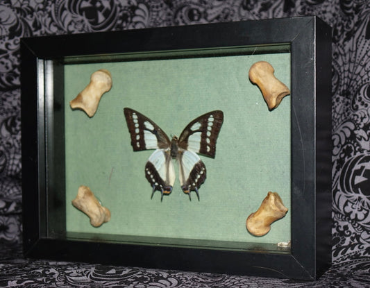 China Nawab Butterfly & Pitbull Tarsals