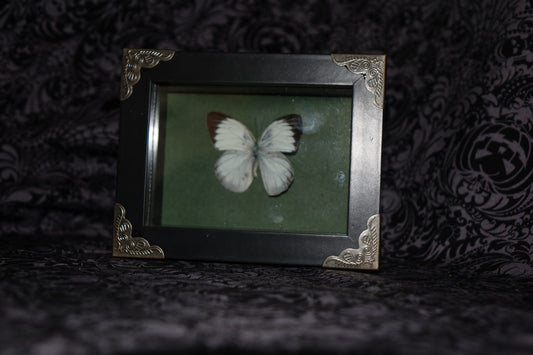 Common Gull Butterfly