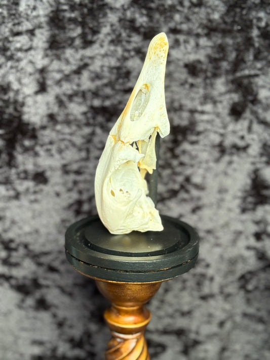 Goose Skull