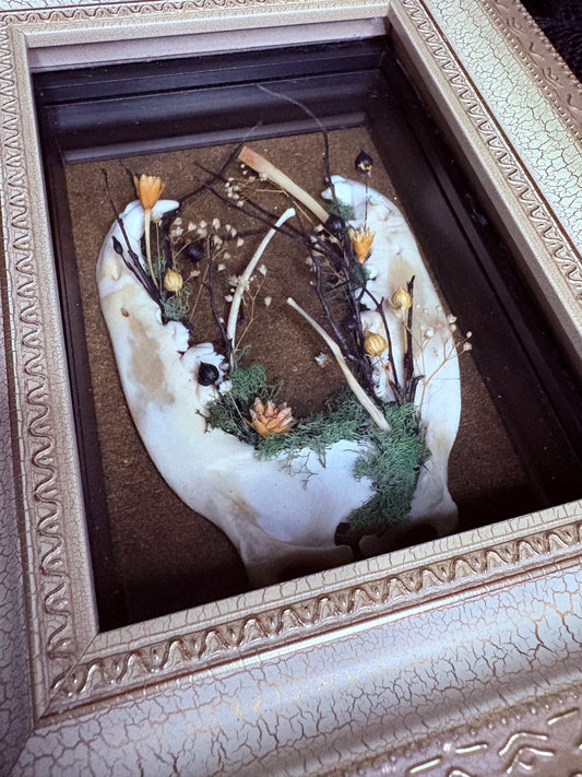 Coyote Jaws and Bobcat Ribs