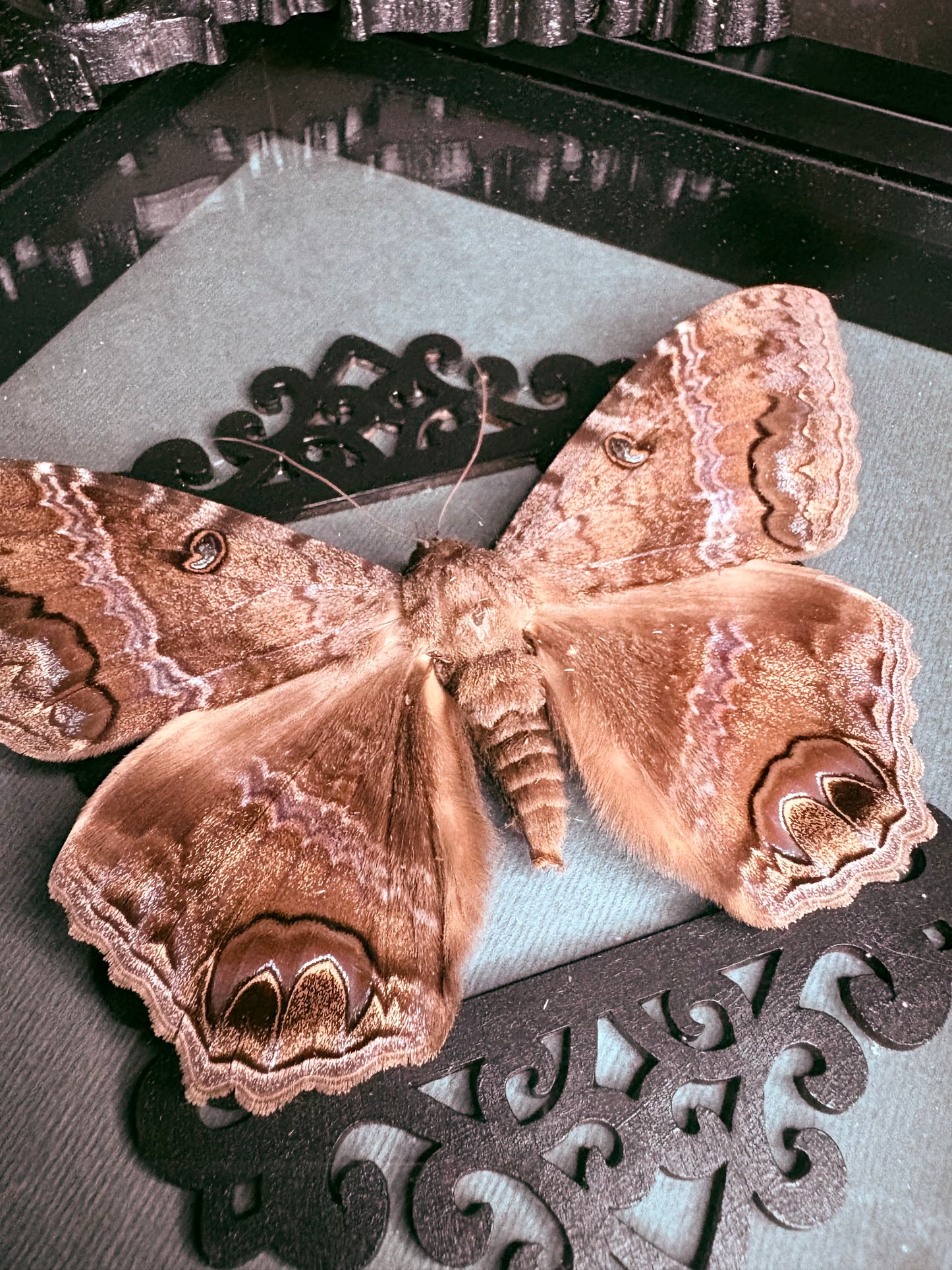 Black Witch Moth