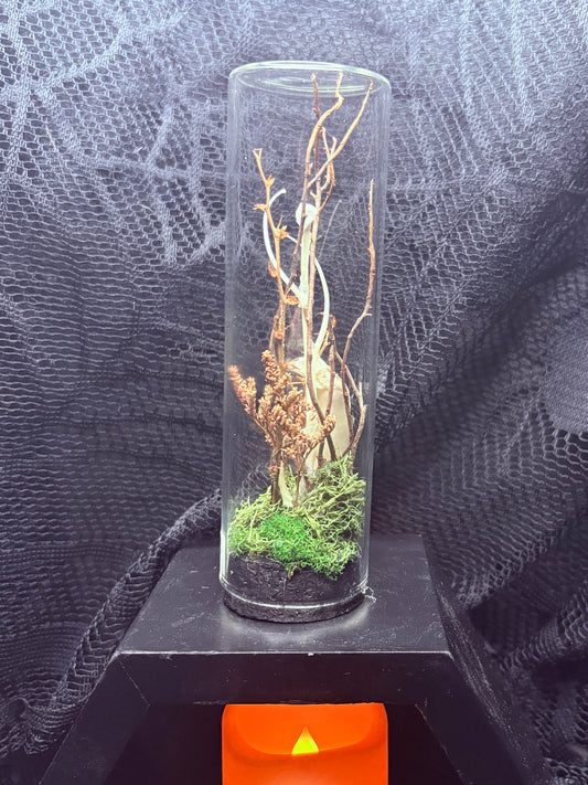 Domestic Cat Jaw with Snake Shed, Rattlesnake Bones, and Gar Bones