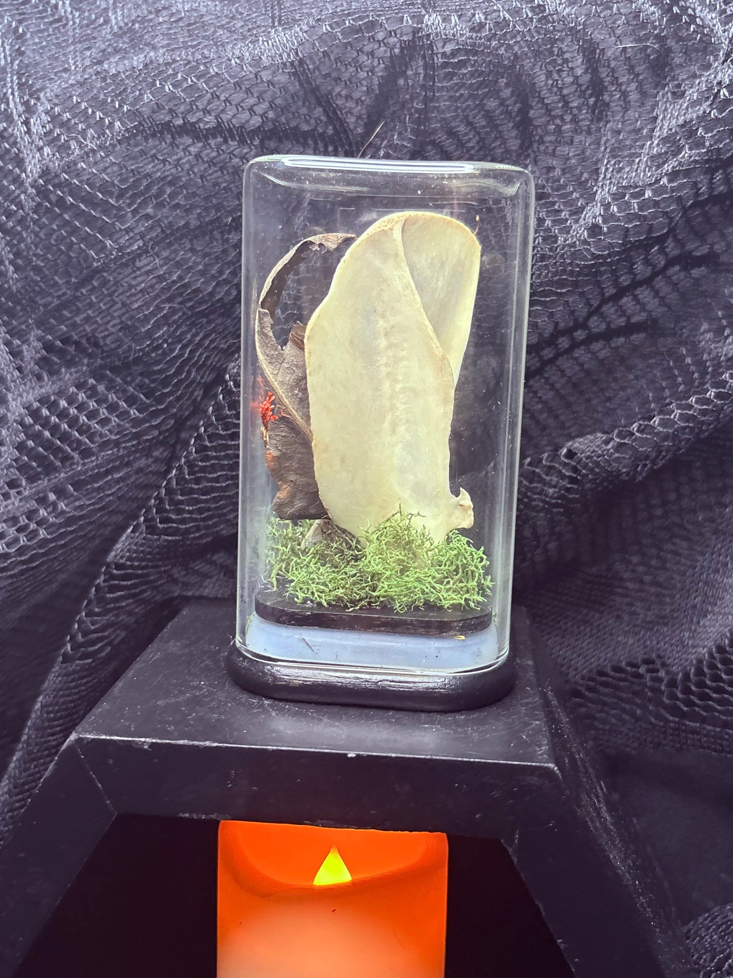 Fox Scapula and Squirrel Jaw