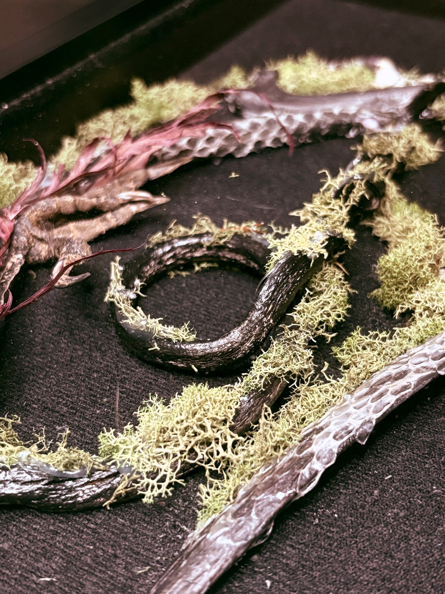 Rook Foot, Marten Skull, Deer Ribs, Misc. Bones