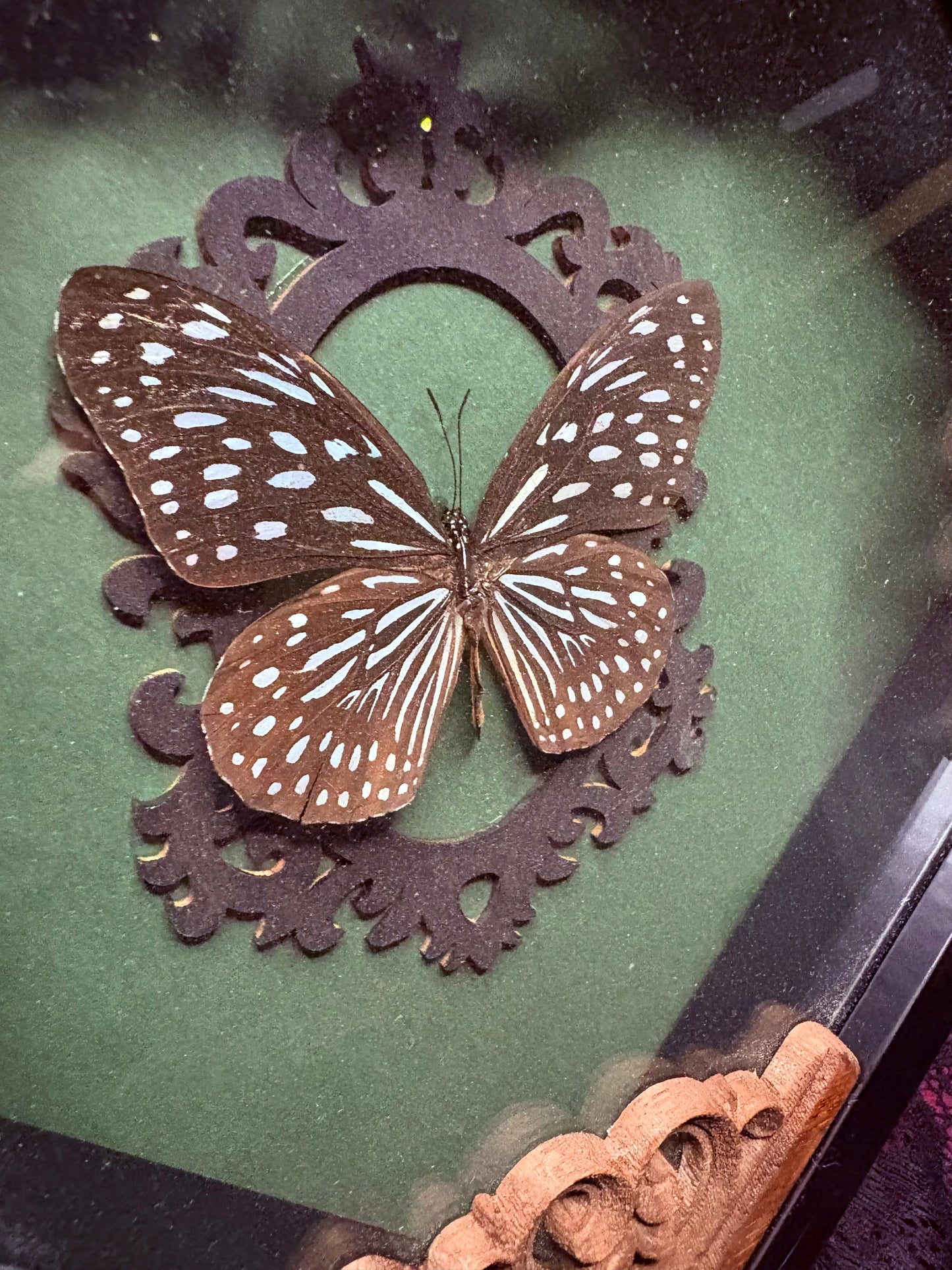 Brush Footed Butterfly