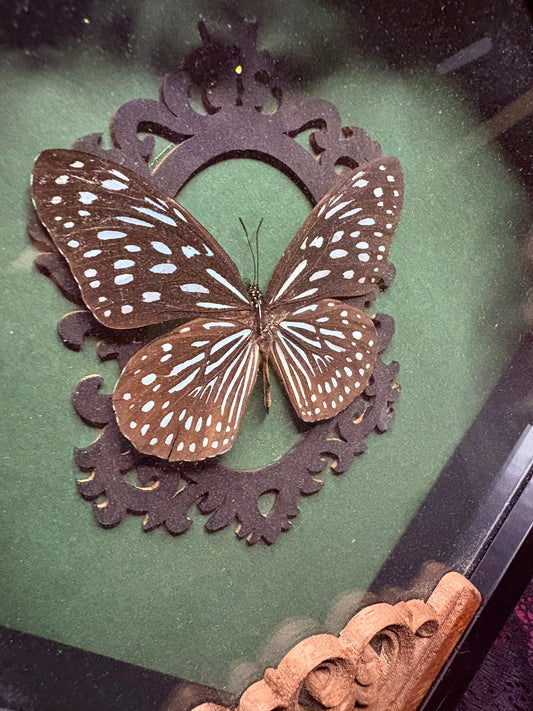 Brush Footed Butterfly