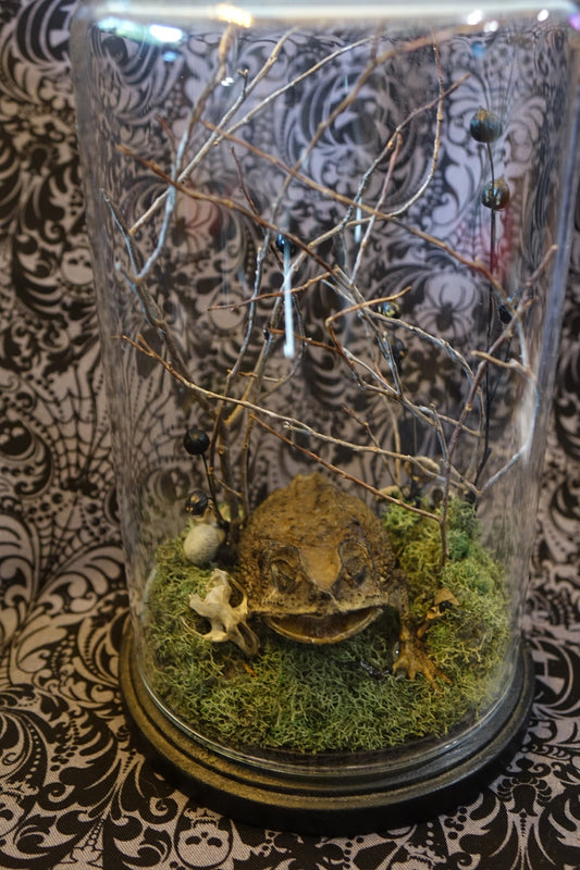 Asian Black Spined Toad & Rat Skull