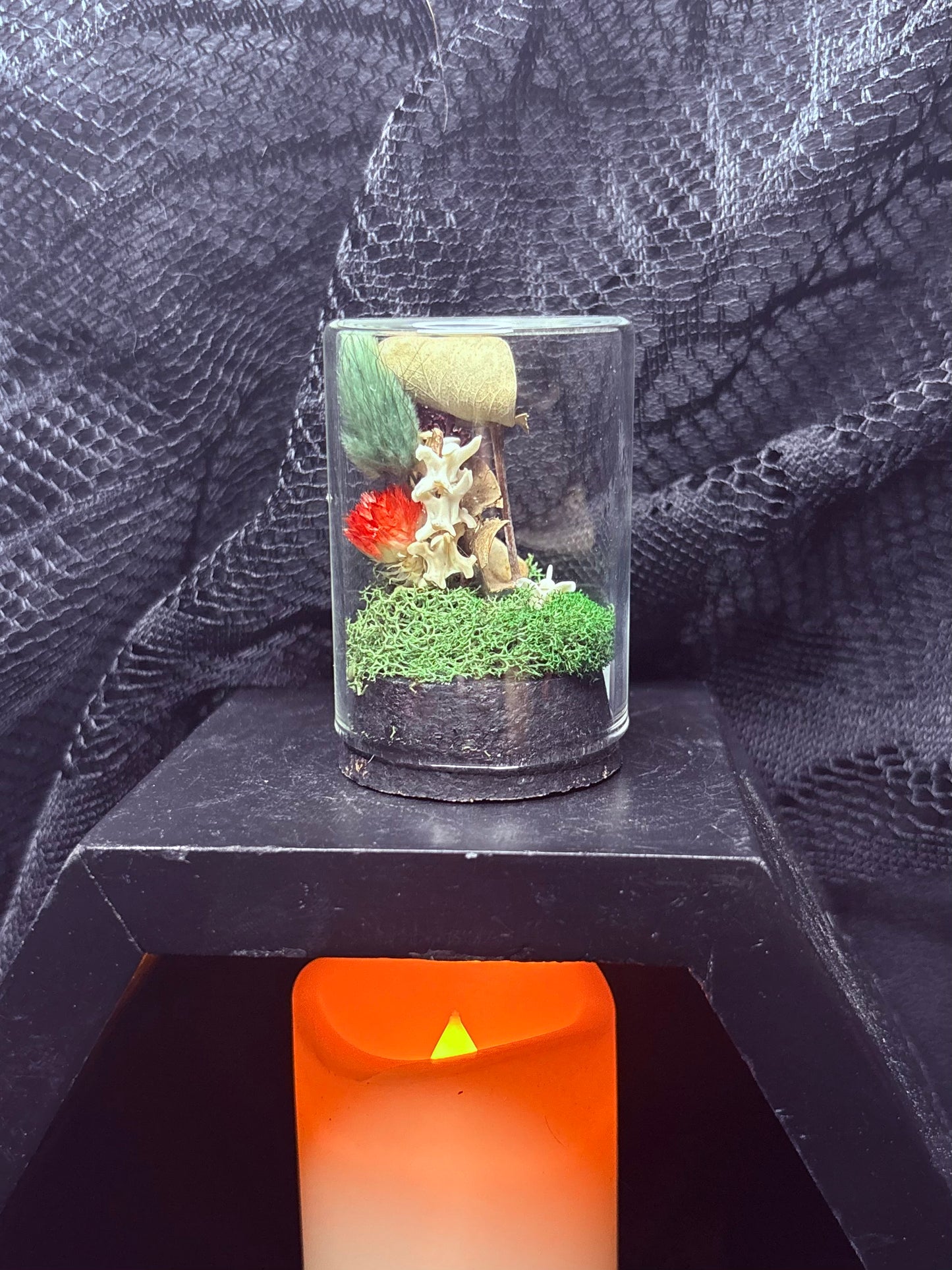 Rattlesnake Vertebrae and Mouse Skull