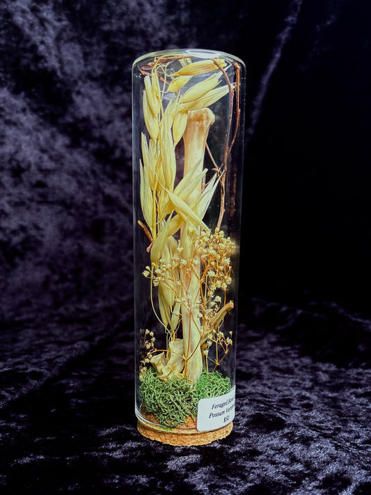 Foraged Bone & Possum Vertebrae Bone Garden