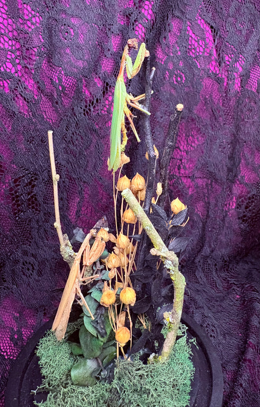 Praying Mantis Bell Jar w Lanternfly