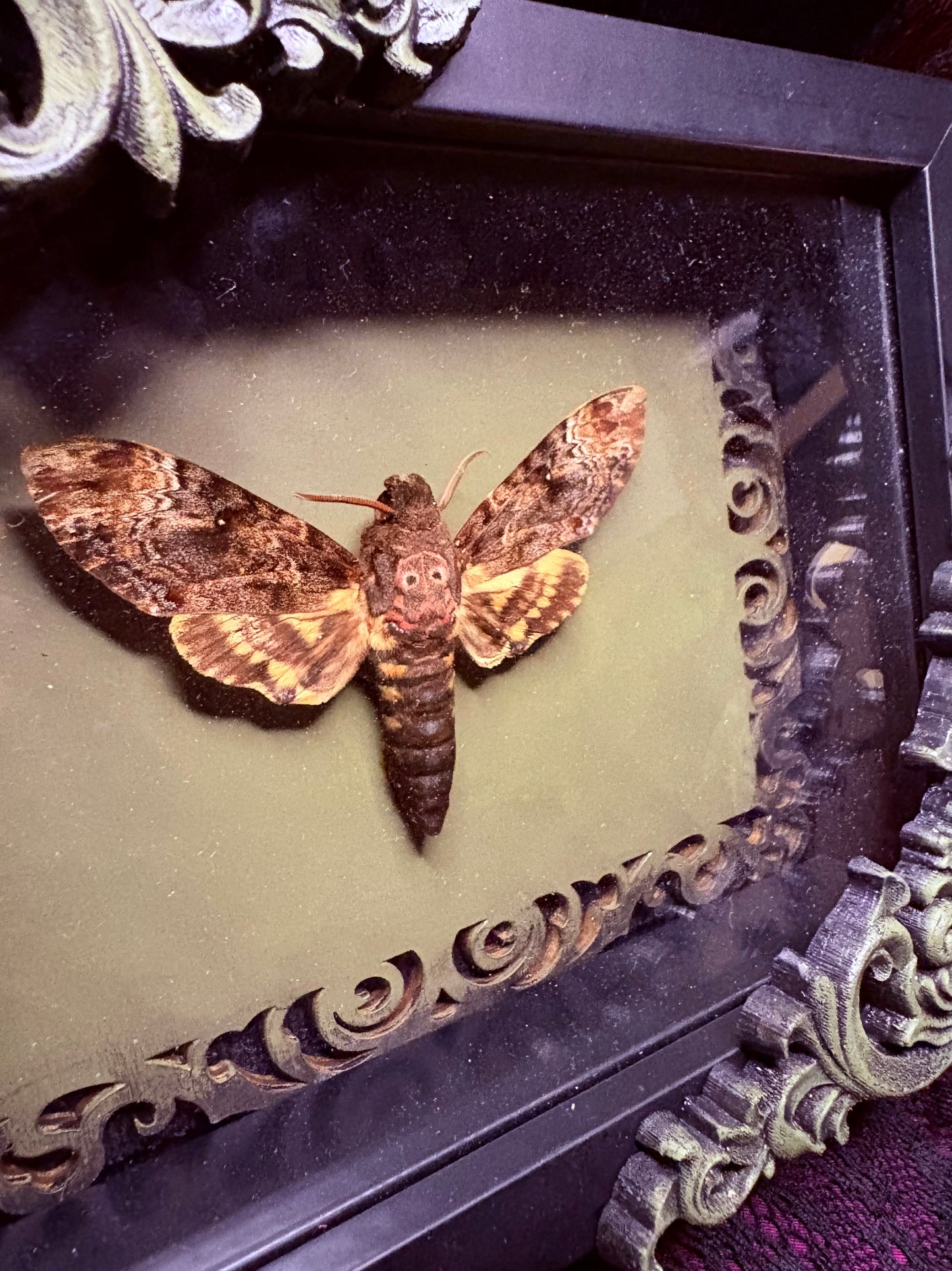 Death’s Head Moth