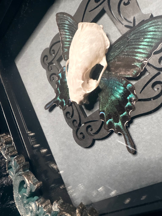 Black Alpine & Marten Skull