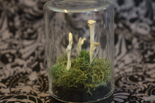 Rat Bone Fairy Circle