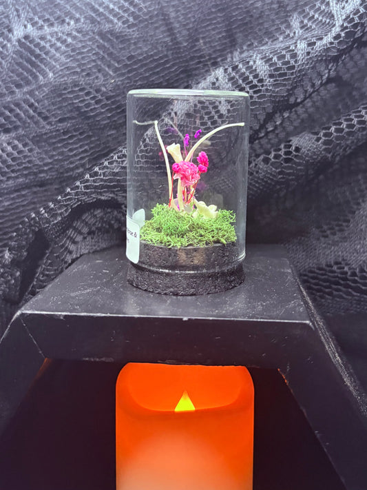 Rattlesnake Vertebrae and Mouse Bones