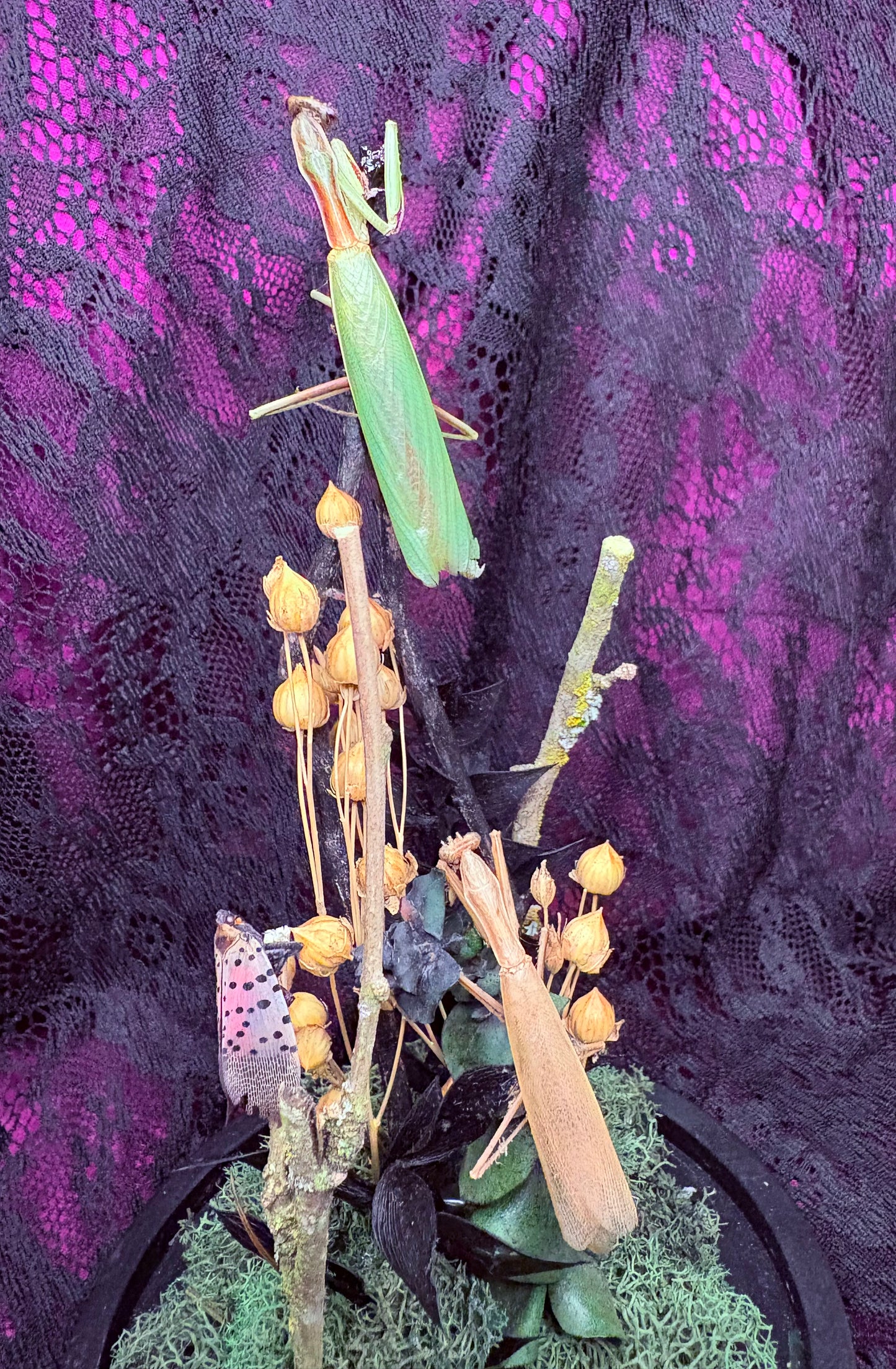 Praying Mantis Bell Jar w Lanternfly