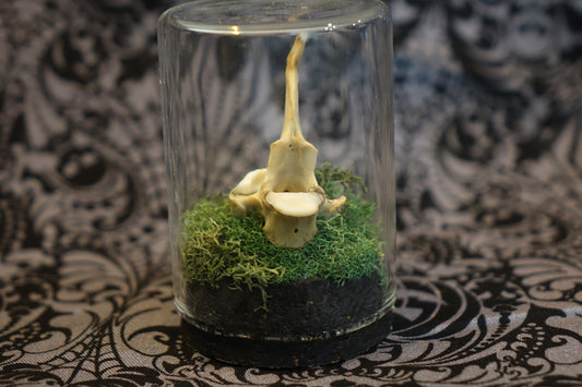 Possum Vertebrae & Foraged Tooth