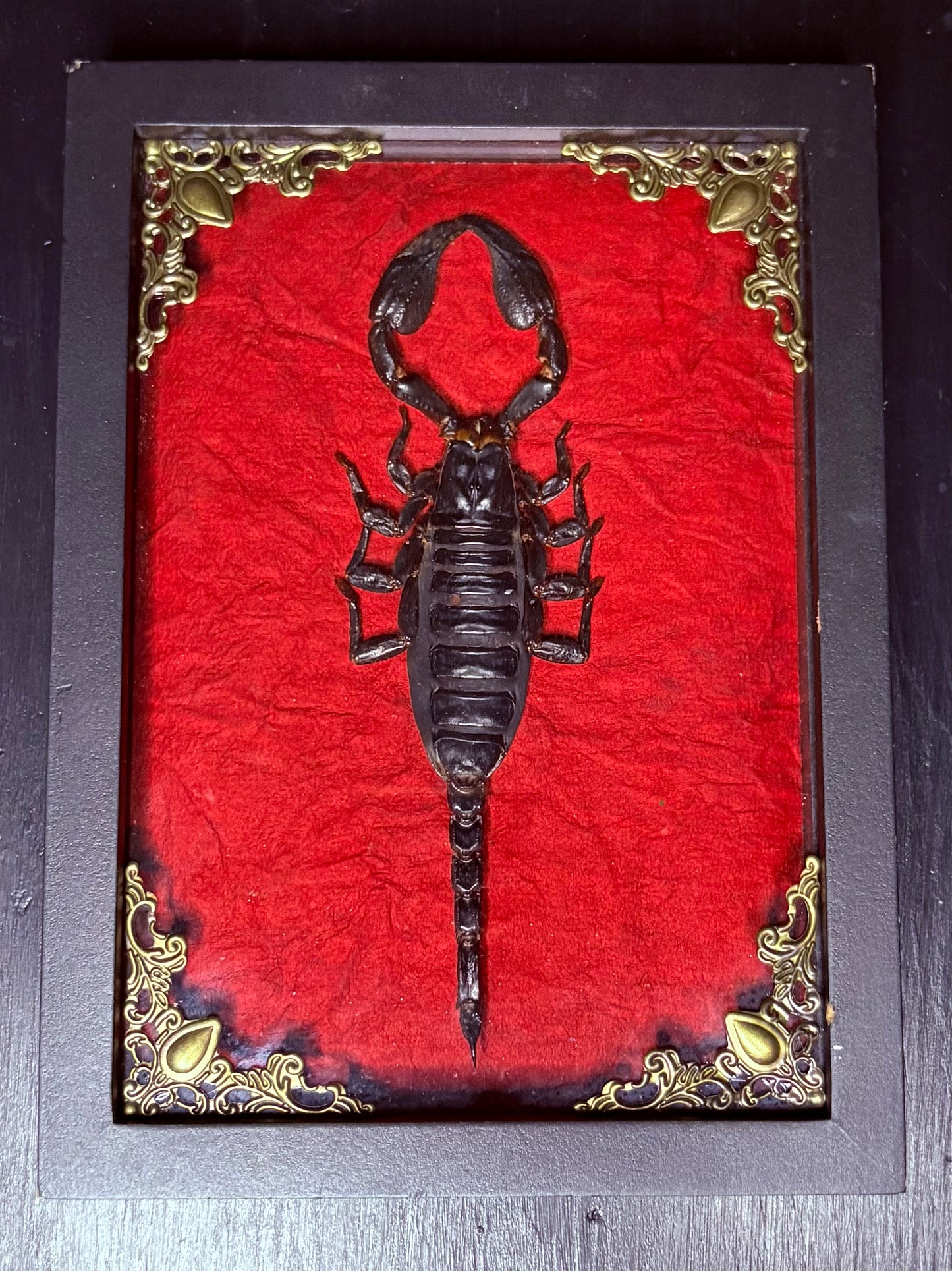 East Asian Rainforest Scorpion