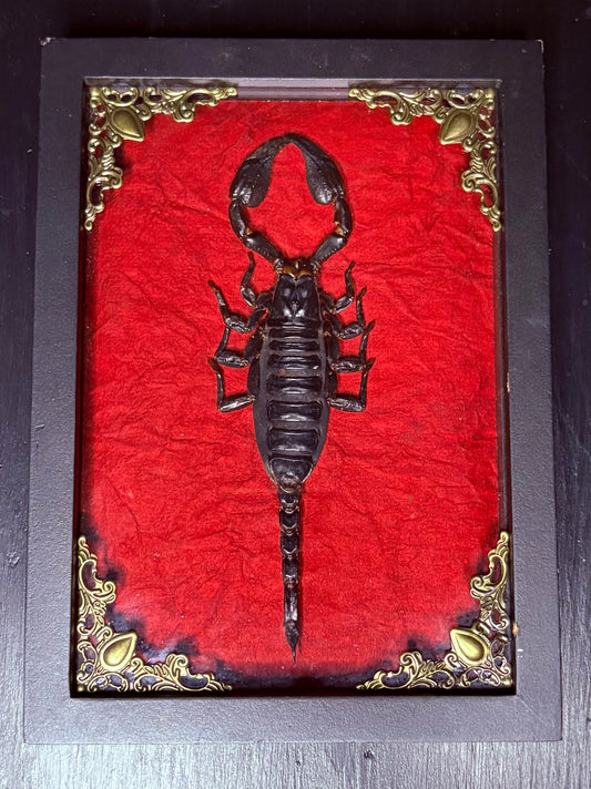 East Asian Rainforest Scorpion