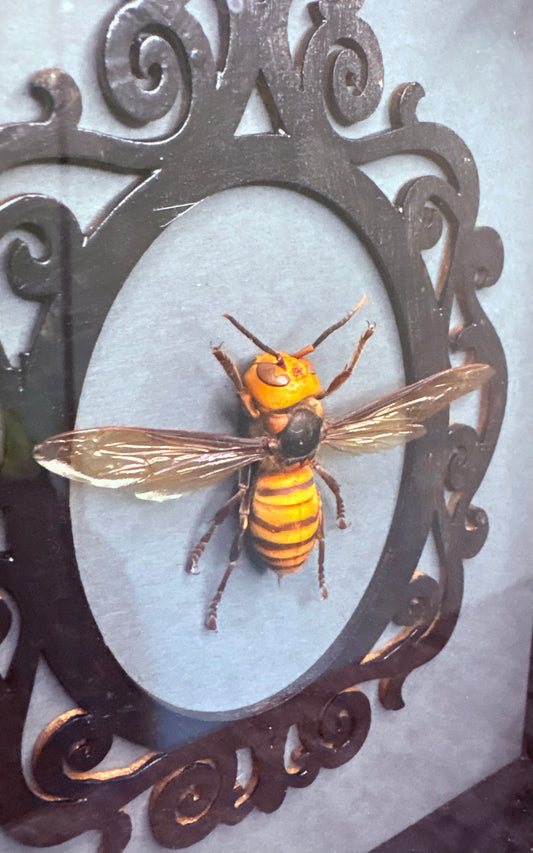 Murder Hornet Worker