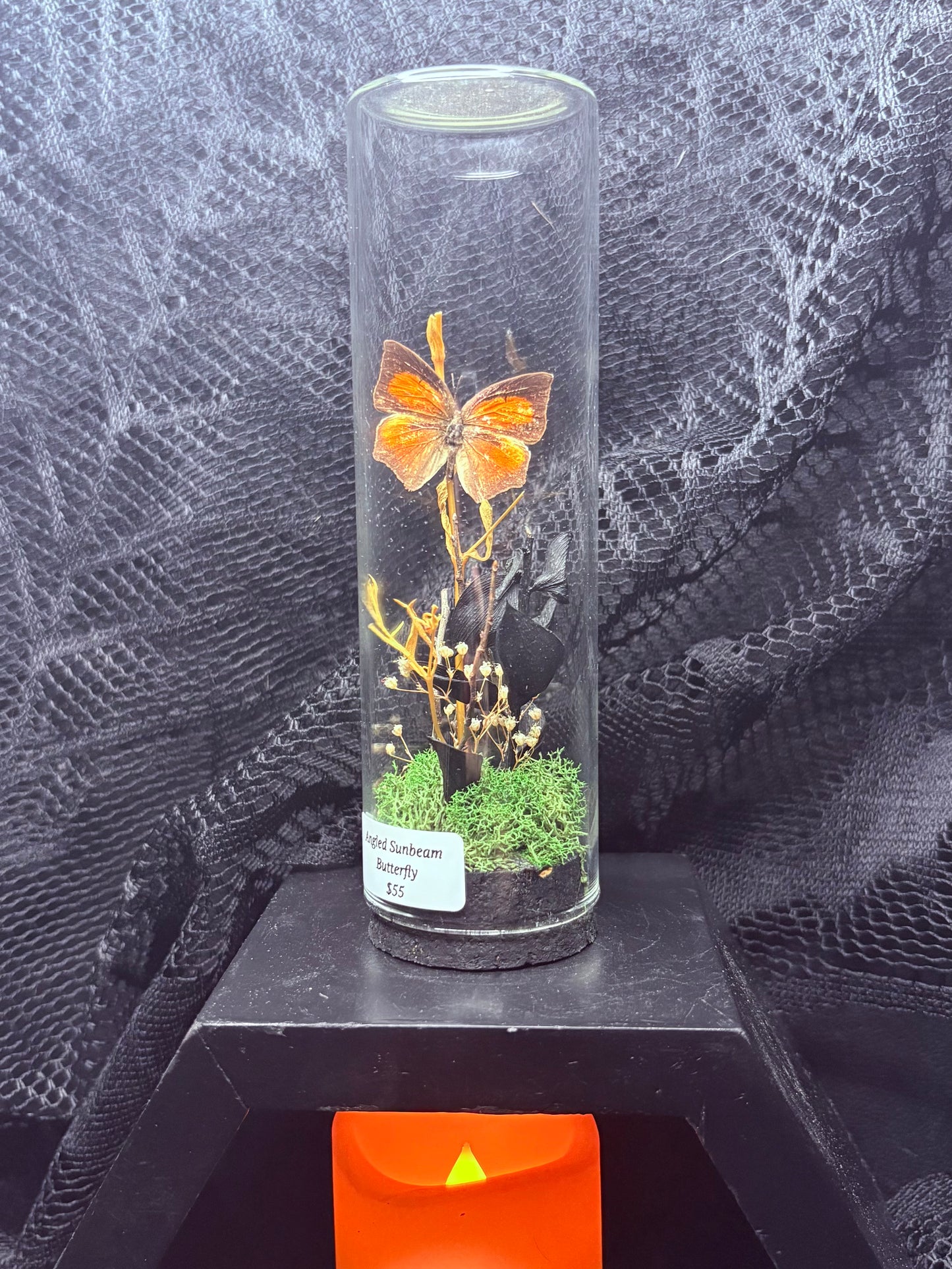 Angled Sunbeam Butterfly