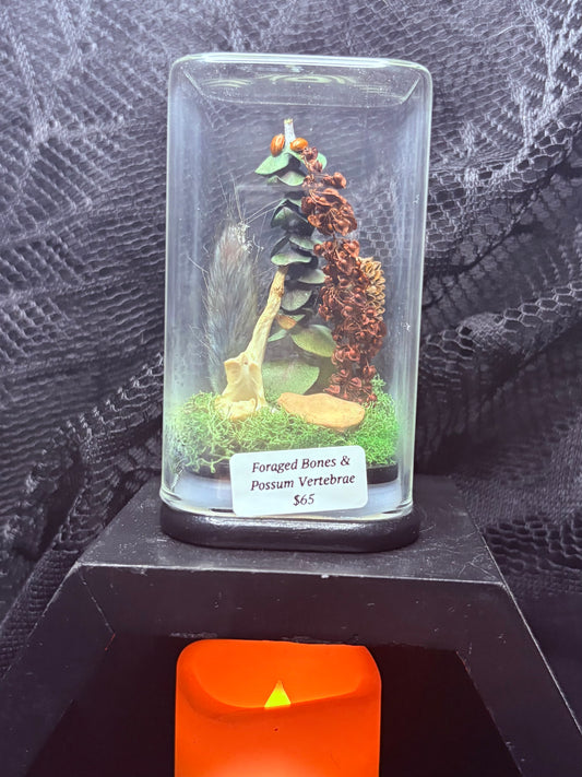 Foraged Bones and Possum Vertebrae