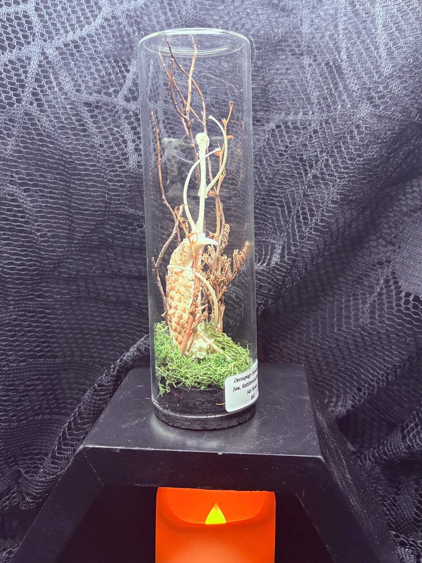 Domestic Cat Jaw with Snake Shed, Rattlesnake Bones, and Gar Bones