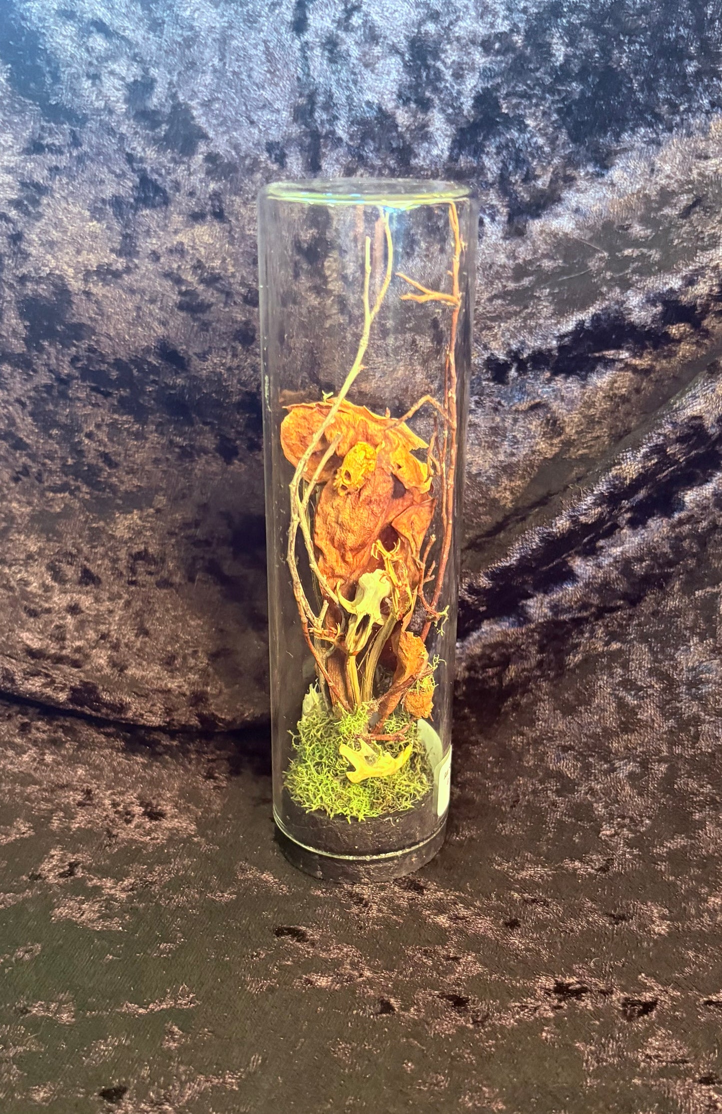 Rat Skull, Mouse Skull,& Carnivorous Plants