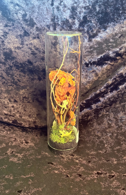 Rat Skull, Mouse Skull,& Carnivorous Plants