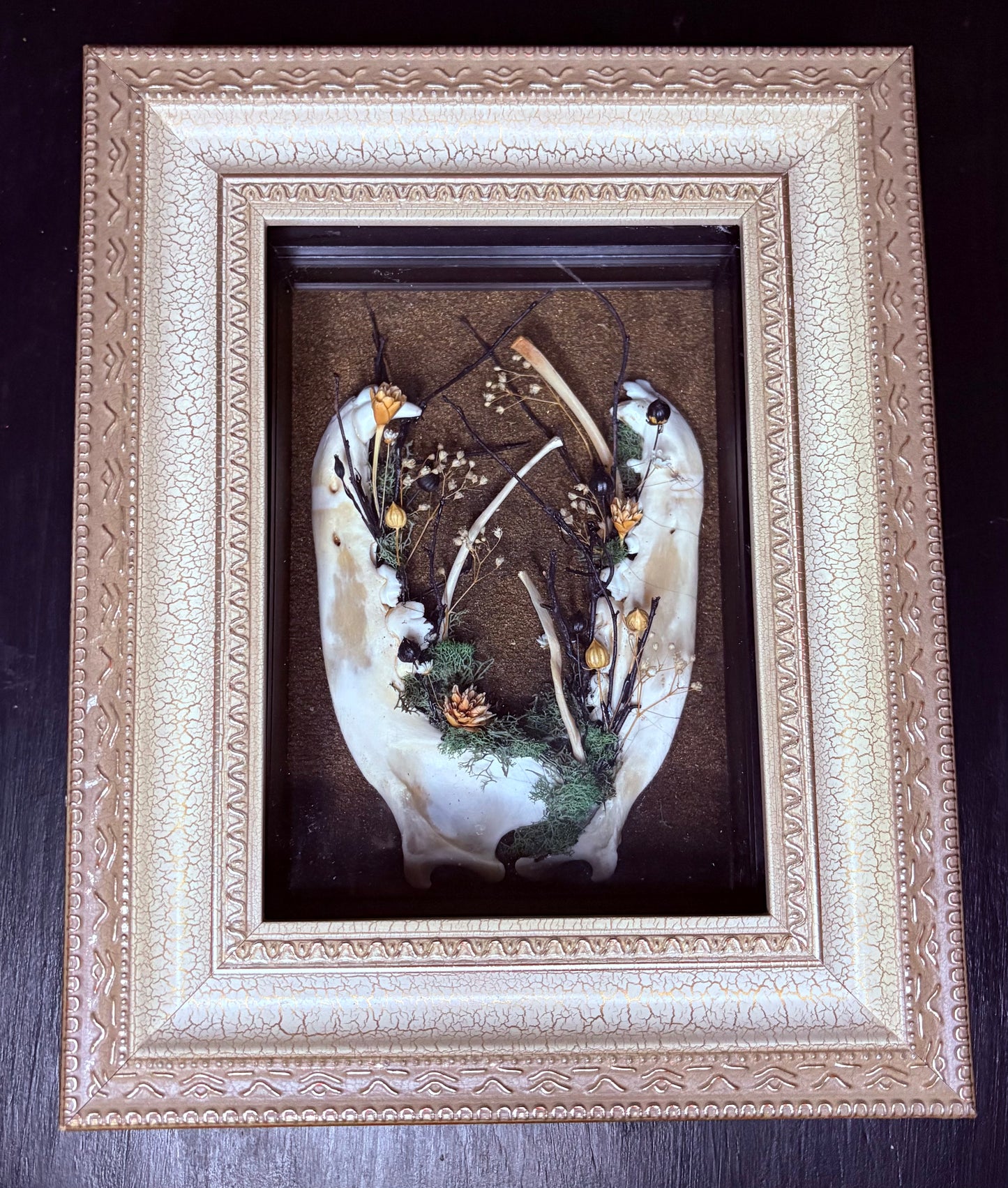 Coyote Jaws and Bobcat Ribs