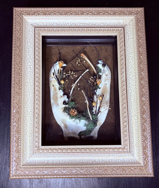 Coyote Jaws and Bobcat Ribs