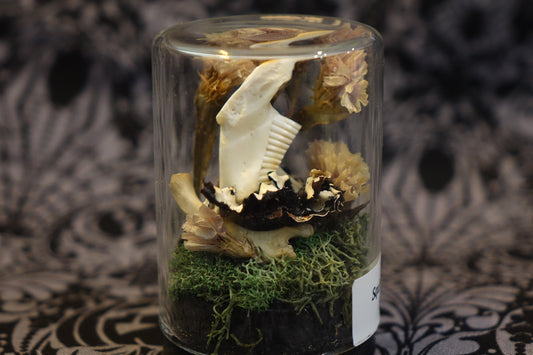 Squirrel Jaw