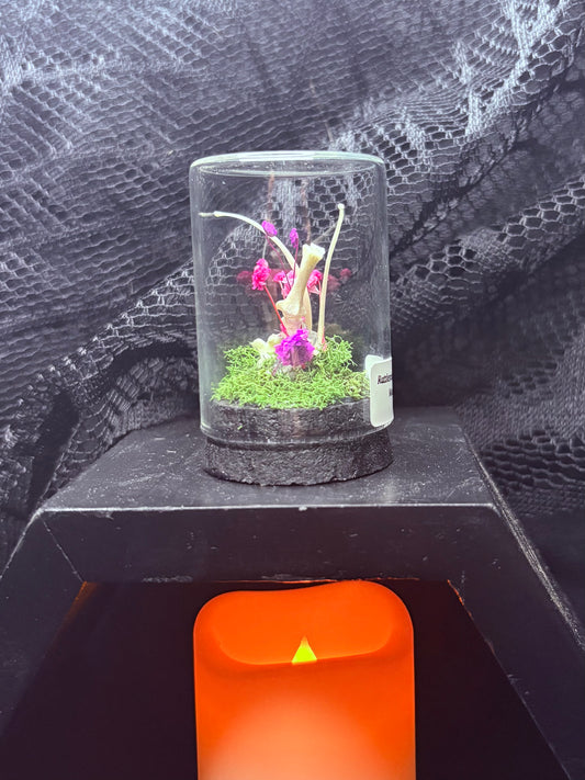 Rattlesnake Vertebrae and Mouse Bones