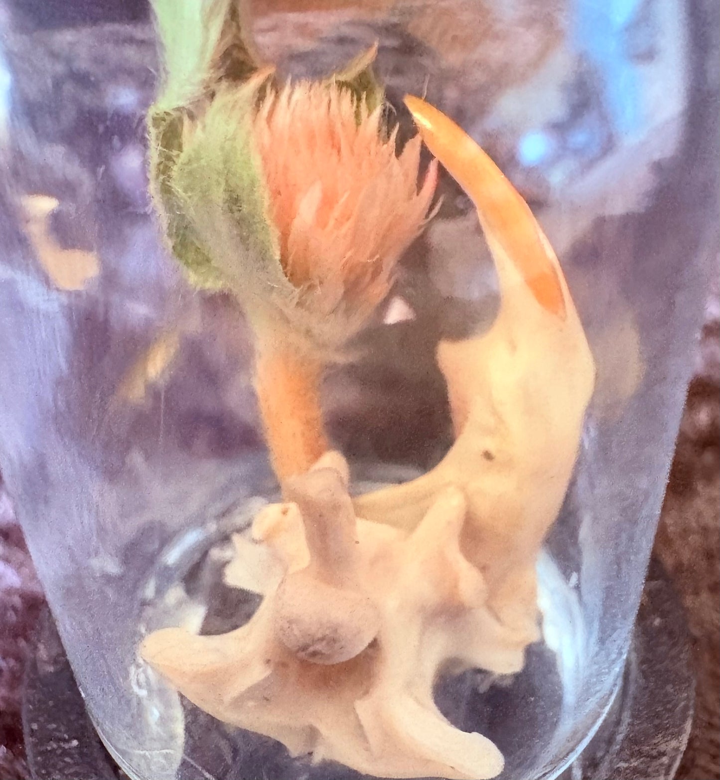 Rat Jaw and Rattlesnake Vertebrae