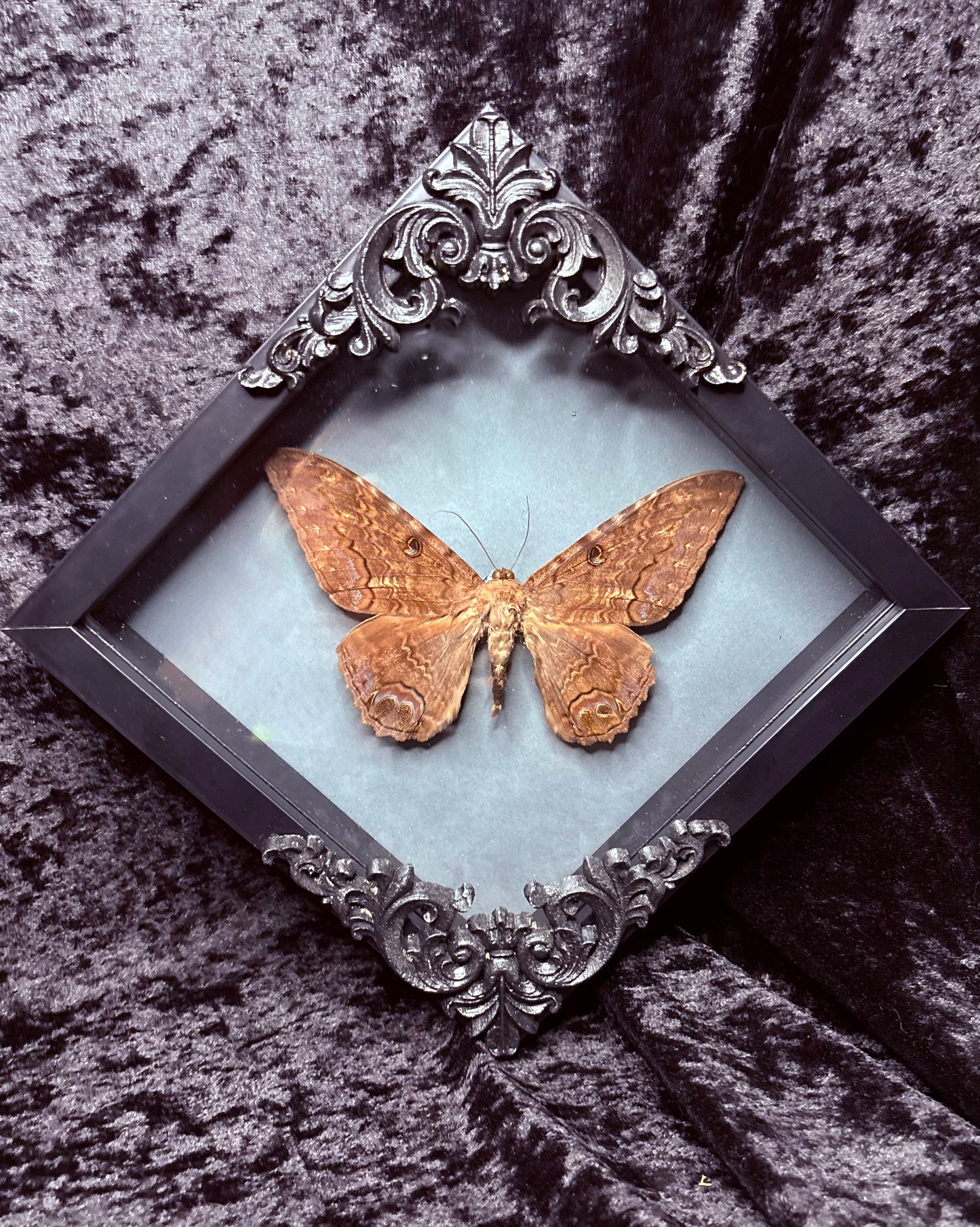 Black Witch Moth