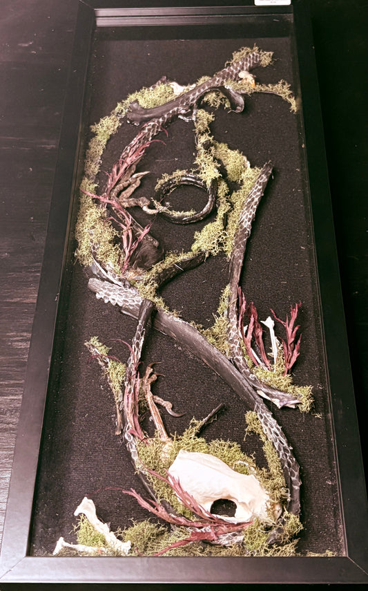 Rook Foot, Marten Skull, Deer Ribs, Misc. Bones