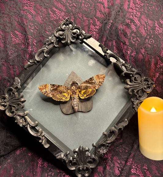 Death’s Head Moth