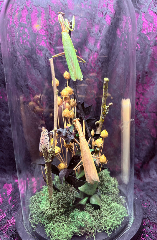 Praying Mantis Bell Jar w Lanternfly