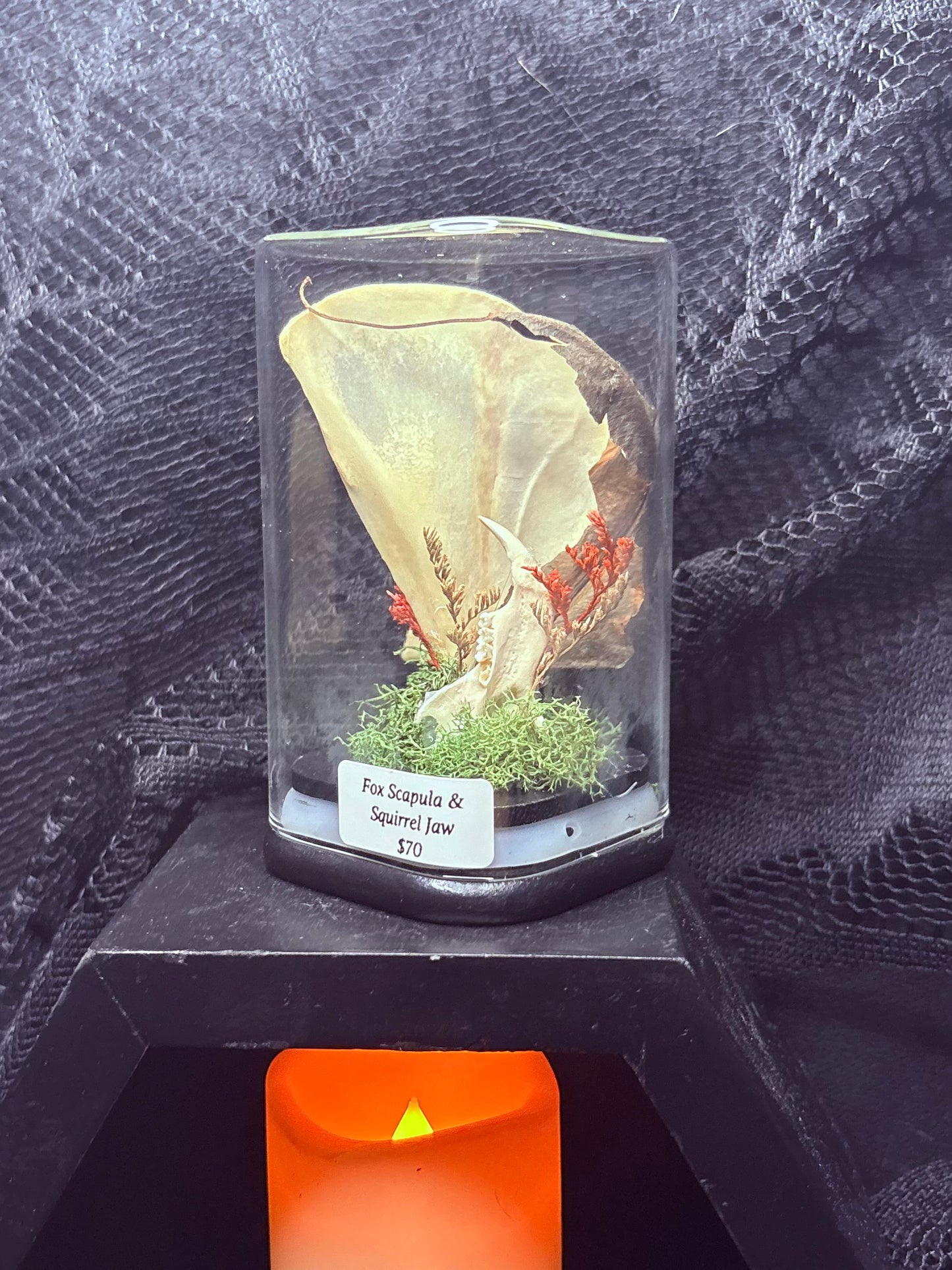 Fox Scapula and Squirrel Jaw