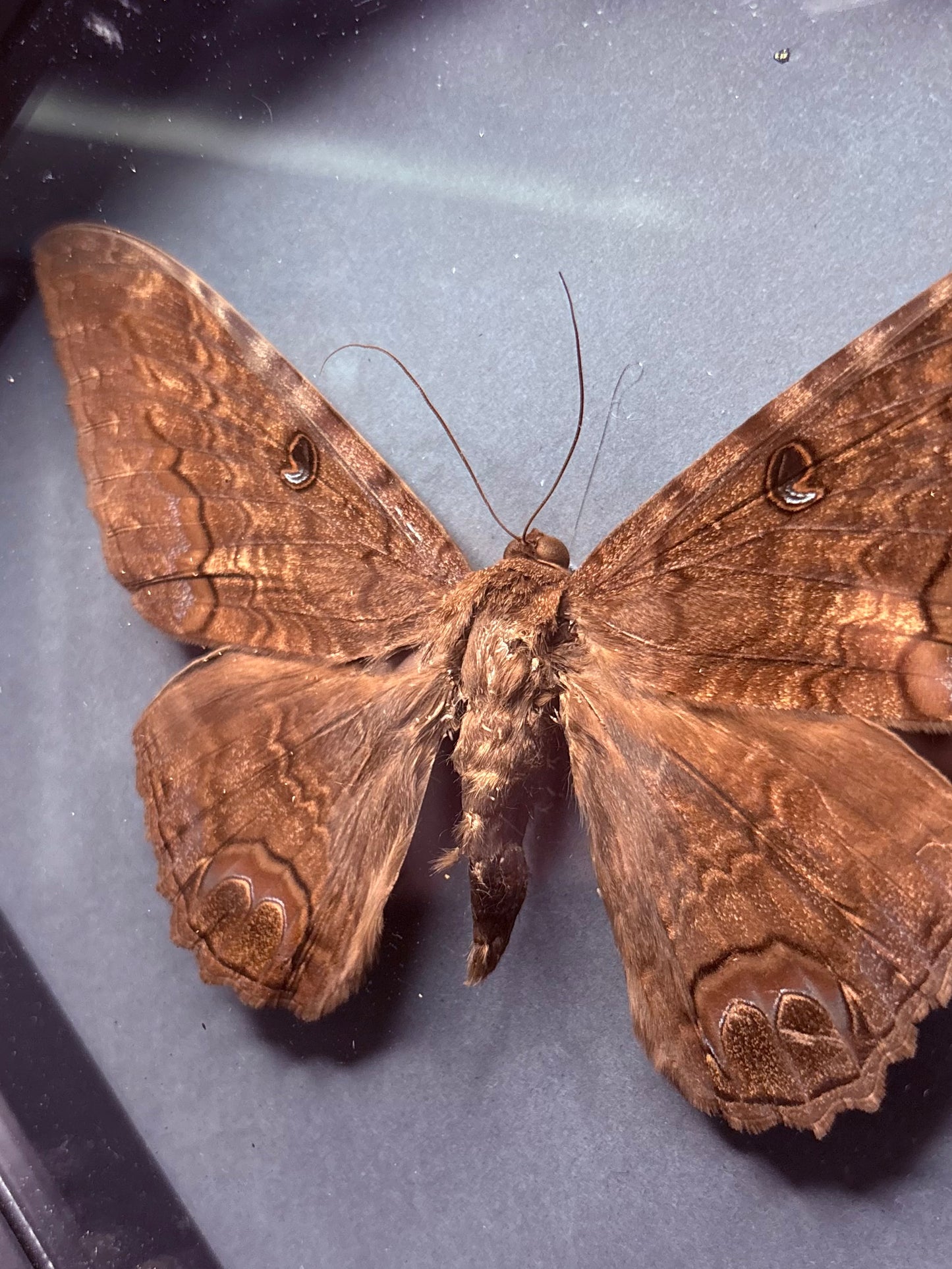 Black Witch Moth