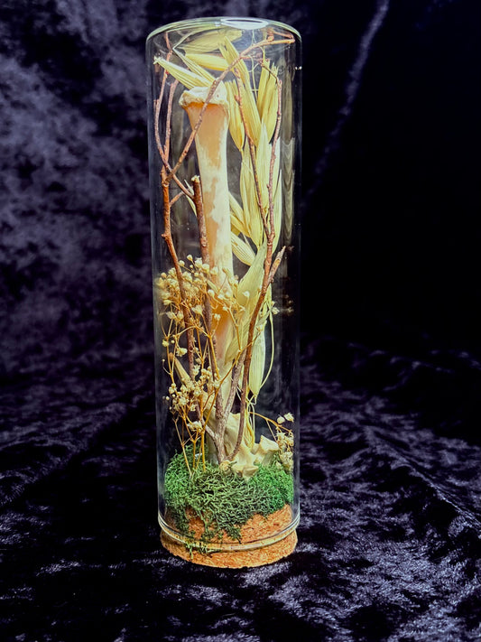 Foraged Bone & Possum Vertebrae Bone Garden